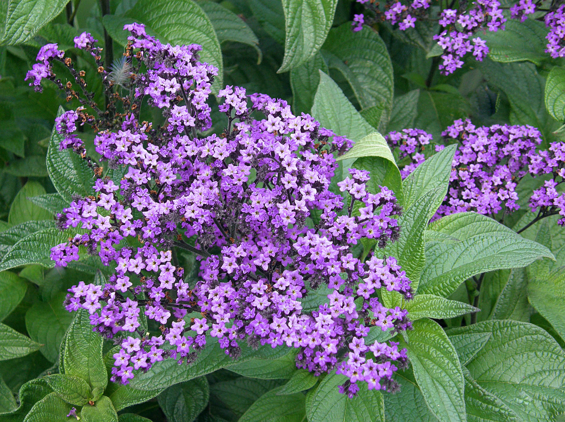 Heliotrope Marine Blue Seeds for Fragrant, Blue Blooms