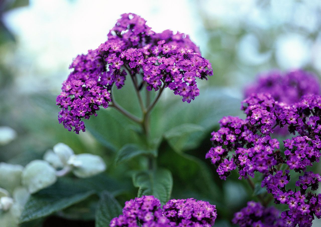 Purple Heliotrope Flower seeds for Planting - Vibrant Colors, Heirloom & GMO Free Seeds for Home Garden