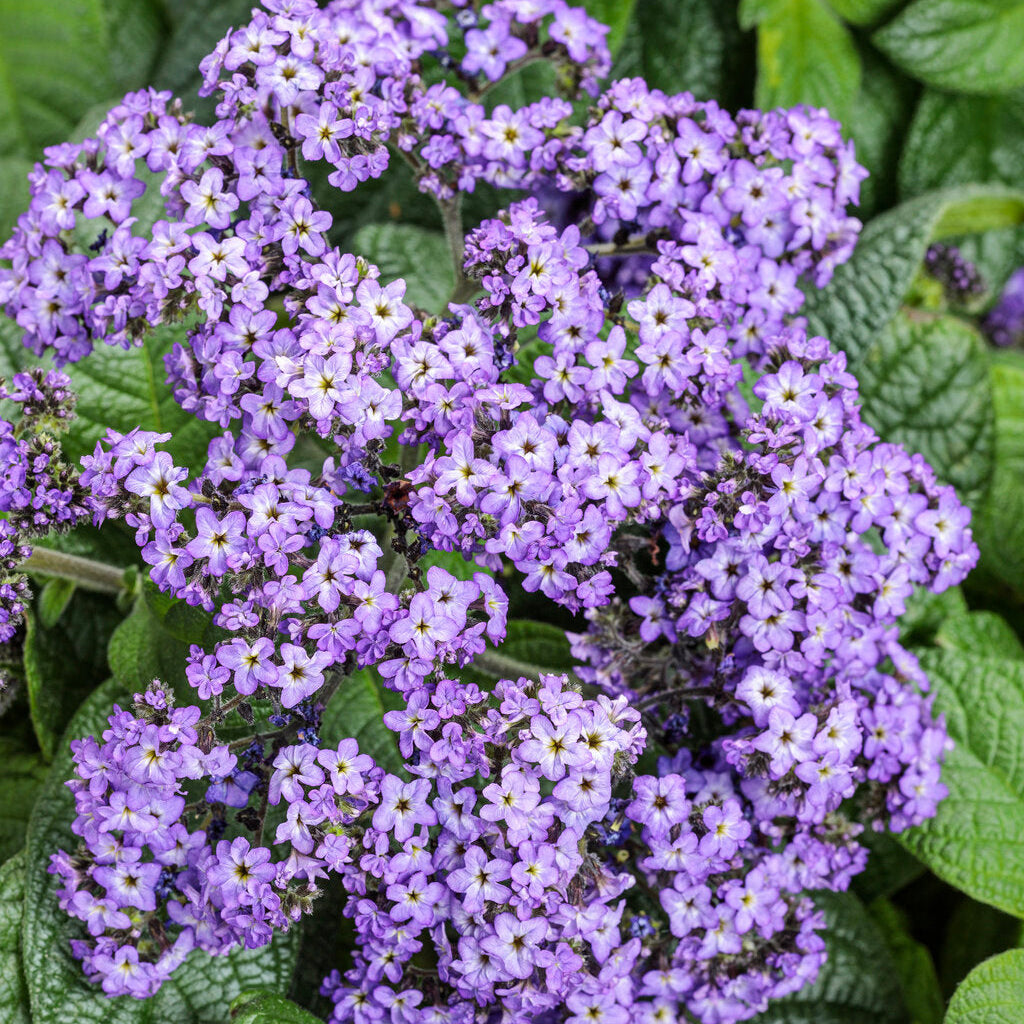 Heliotrope Marine Blue Seeds for Fragrant, Blue Blooms