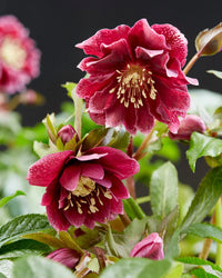 Elegant Double Hellebore blooms adding seasonal beauty to outdoor landscapes.