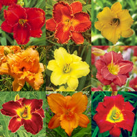 Hemerocallis flower seeds suitable for raised beds, borders, and containers.