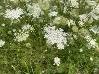 Ornamental White Hemlock flowers adding beauty to a garden area.

