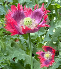Hens and Chickens poppy seeds suitable for flower beds, borders, and containers.