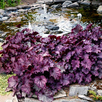 Purple Coral Bells Flower seeds for Planting - Sun Loving, Heirloom & GMO Free Seeds for Home Garden