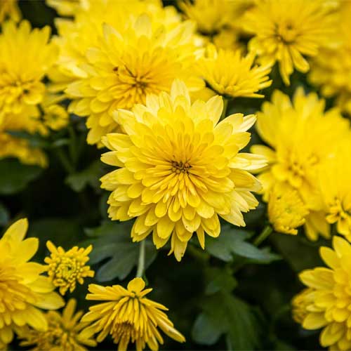 Mums Flower seeds for Planting Perfect for Borders Heirloom & GMO Free Seeds for Home Garden