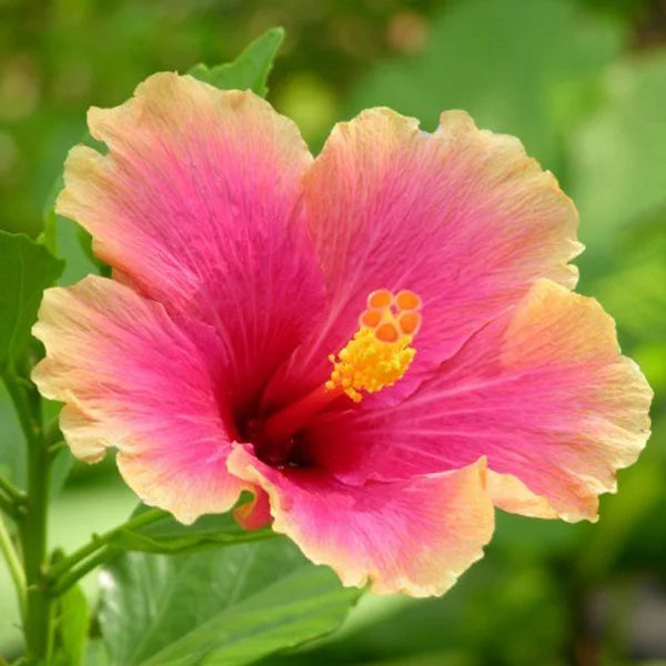Pink Yellow Hibiscus Flower seeds for Planting - Shade Tolerant, Heirloom & GMO Free Seeds for Home Garden