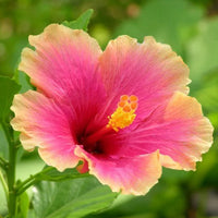 Pink Yellow Hibiscus Flower seeds for Planting - Shade Tolerant, Heirloom & GMO Free Seeds for Home Garden