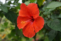 Hibiscus Flower seeds for Planting Seasonal Bloomer Heirloom & GMO Free Seeds for Home Garden