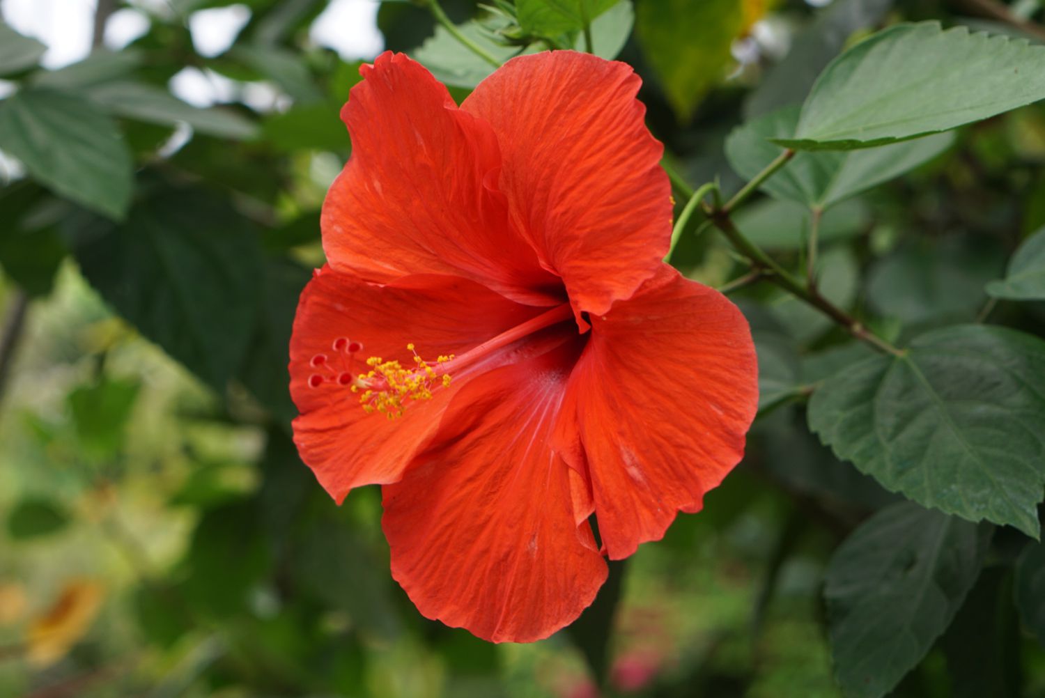 Hibiscus Flower seeds for Planting Wildflower Mix Heirloom & GMO Free Seeds for Home Garden 
 
 Sale