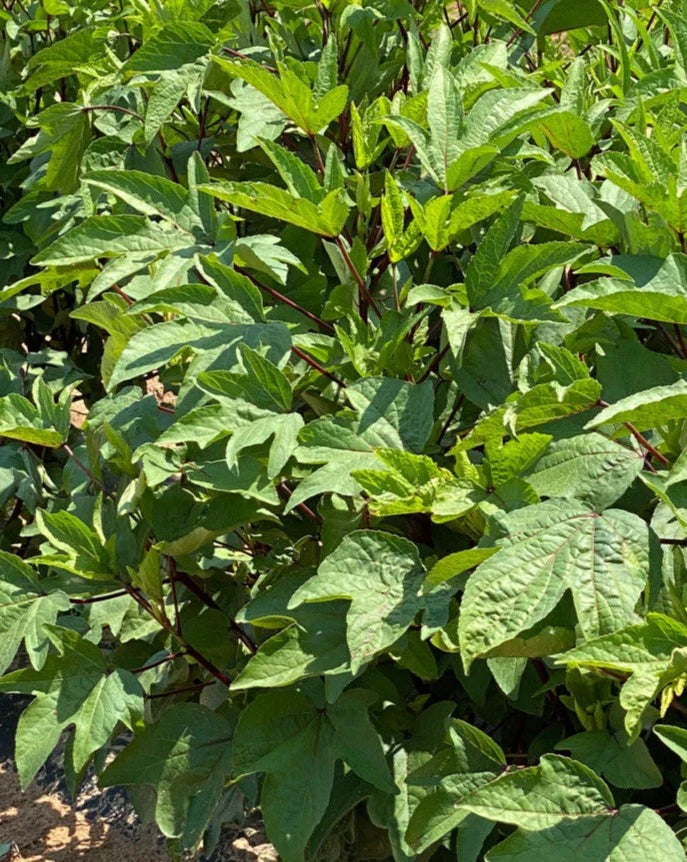 Hibiscus sabdariffa herb seeds suitable for raised beds and containers.