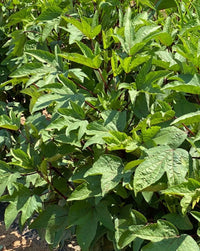 Hibiscus sabdariffa herb seeds suitable for raised beds and containers.