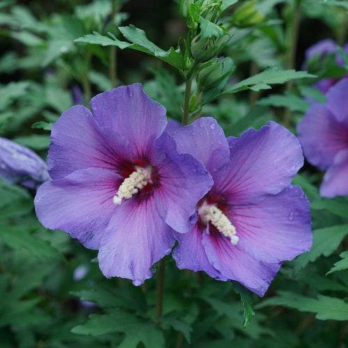 Green Purple Hibiscus Flower seeds for Planting - Shade Tolerant, Heirloom & GMO Free Seeds for Home Garden