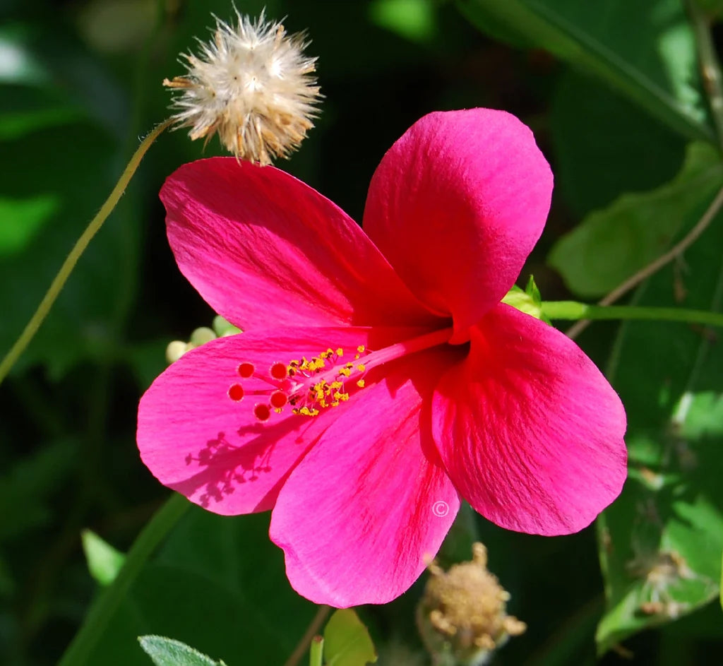 Thick Pink Hibiscus Flower seeds for Planting - Cottage Garden Essential, Heirloom & GMO Free Seeds for Home Garden
