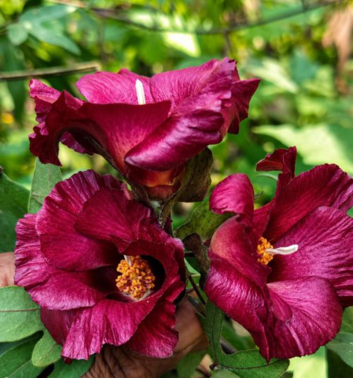 Maroon Hibiscus Flower seeds for Planting - Wildflower Mix, Heirloom & GMO Free Seeds for Home Garden