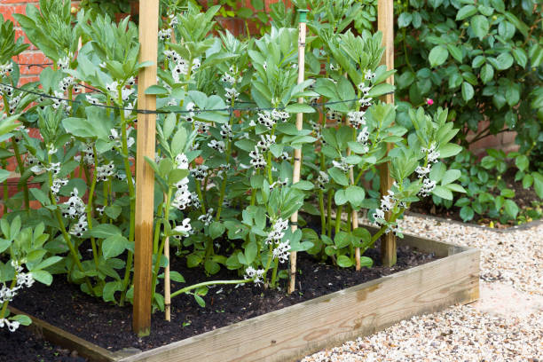 High germination Broad Bean seeds for home gardens