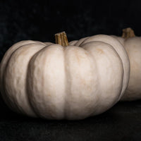 High germination Valencia White Pumpkin seeds