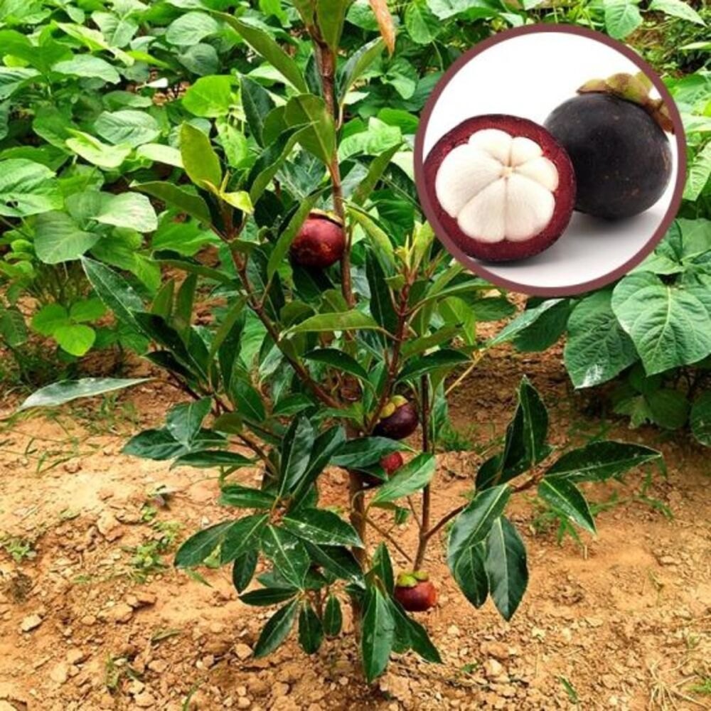 Mangosteen Seeds for Planting - Exotic Fruit Seeds for Home Garden