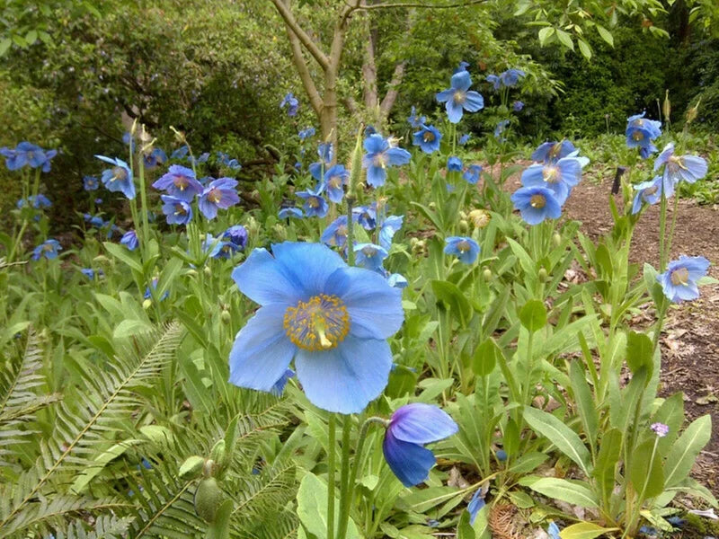 Himalayan Blue Poppy ornamental plant with delicate blue petals.