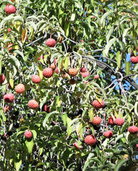 Himalayan Dogwood (Cornus capitata) seeds for planting