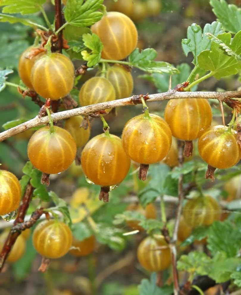 Hinnomaki Golden Gooseberry Seeds for Planting