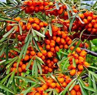 Hippophae rhamnoides seeds for growing ornamental shrubs in outdoor gardens.