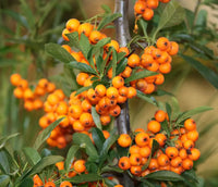 Hippophae Rhamnoides with Orange Berries