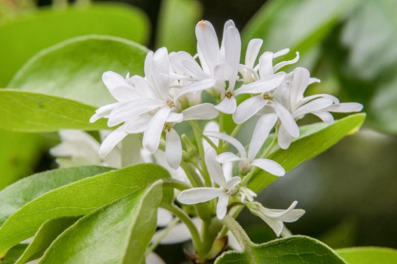 White Chionanthus Flower seeds for Planting - Low Maintenance, Heirloom & GMO Free Seeds for Home Garden
