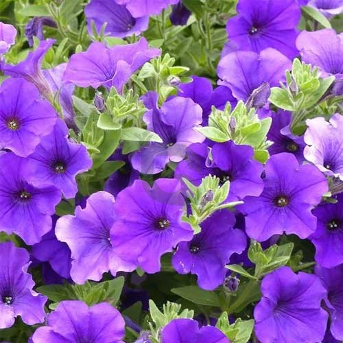 Yellow Violet Petunia Flower seeds for Planting - Seasonal Bloomer, Heirloom & GMO Free Seeds for Home Garden