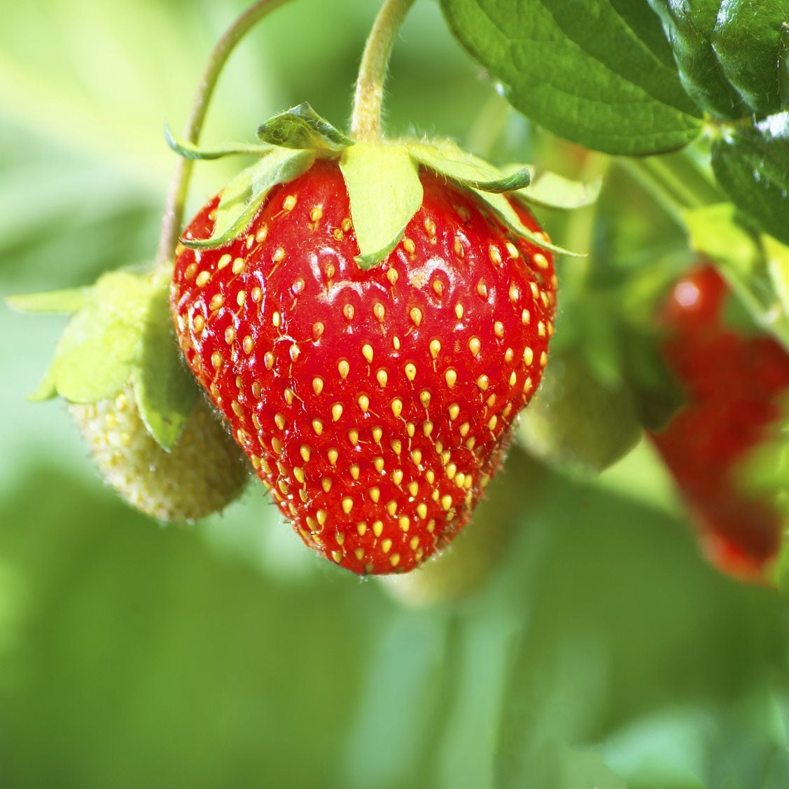 Heirloom Japanese Hokowase Strawberry seeds suitable for raised beds and containers.