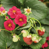 Hokowase strawberry seeds for planting in home gardens