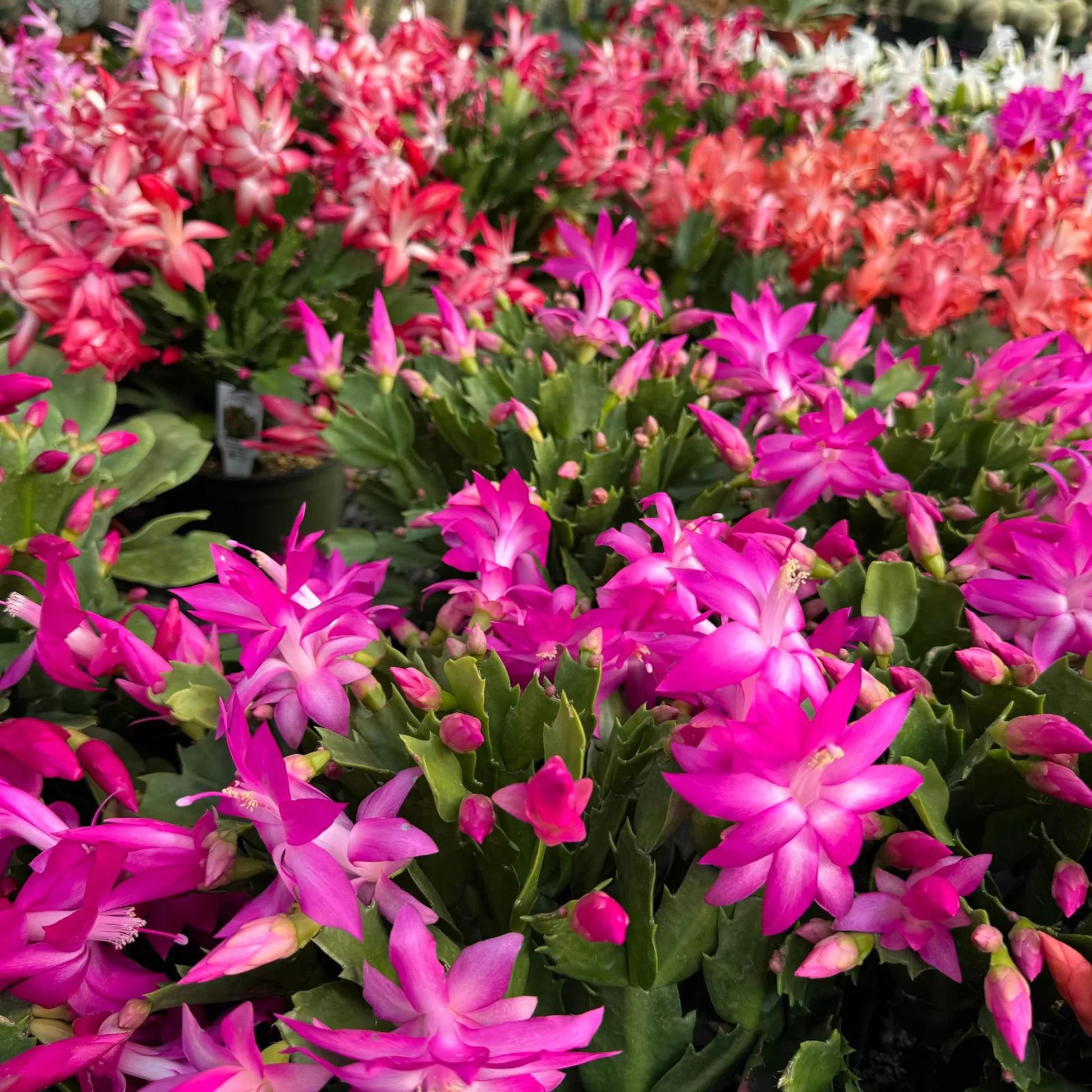 Violet Schlumbergera Flower seeds for Planting - Garden Favorite, Heirloom & GMO Free Seeds for Home Garden