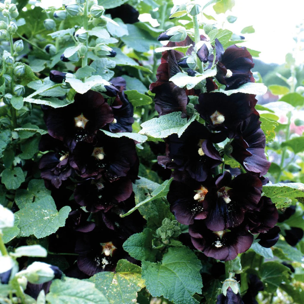 Black Hollyhock Flower seeds for Planting - Pollinator Friendly, Heirloom & GMO Free Seeds for Home Garden