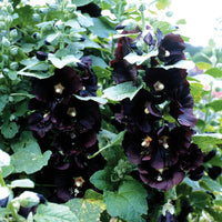 Black Hollyhock Flower seeds for Planting Shade Tolerant Heirloom & GMO Free Seeds for Home Garden 
 
 Sale
