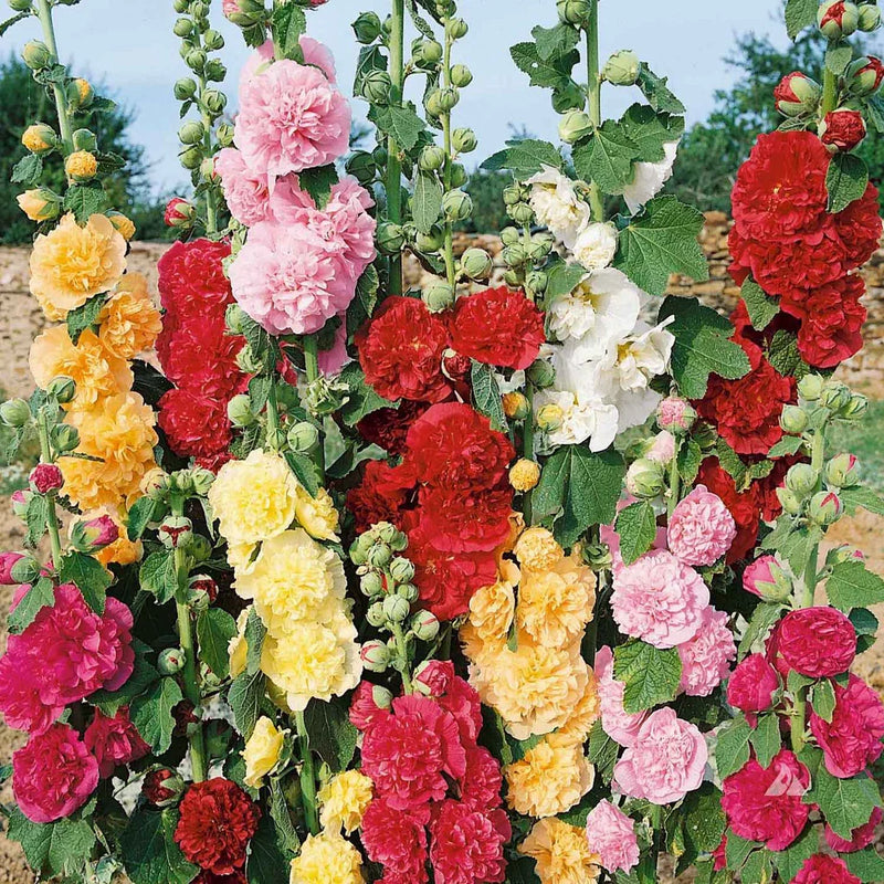 Hollyhock Giant Danish Mix flower seeds for colorful garden planting