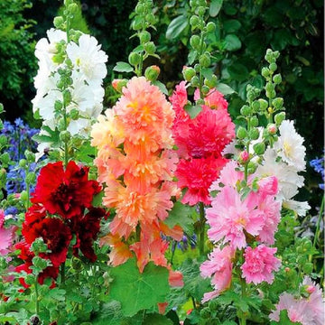 Hollyhock Majorette Mix flowers blooming in a colorful home garden.