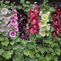Tall Hollyhock flowers blooming in a sunny garden