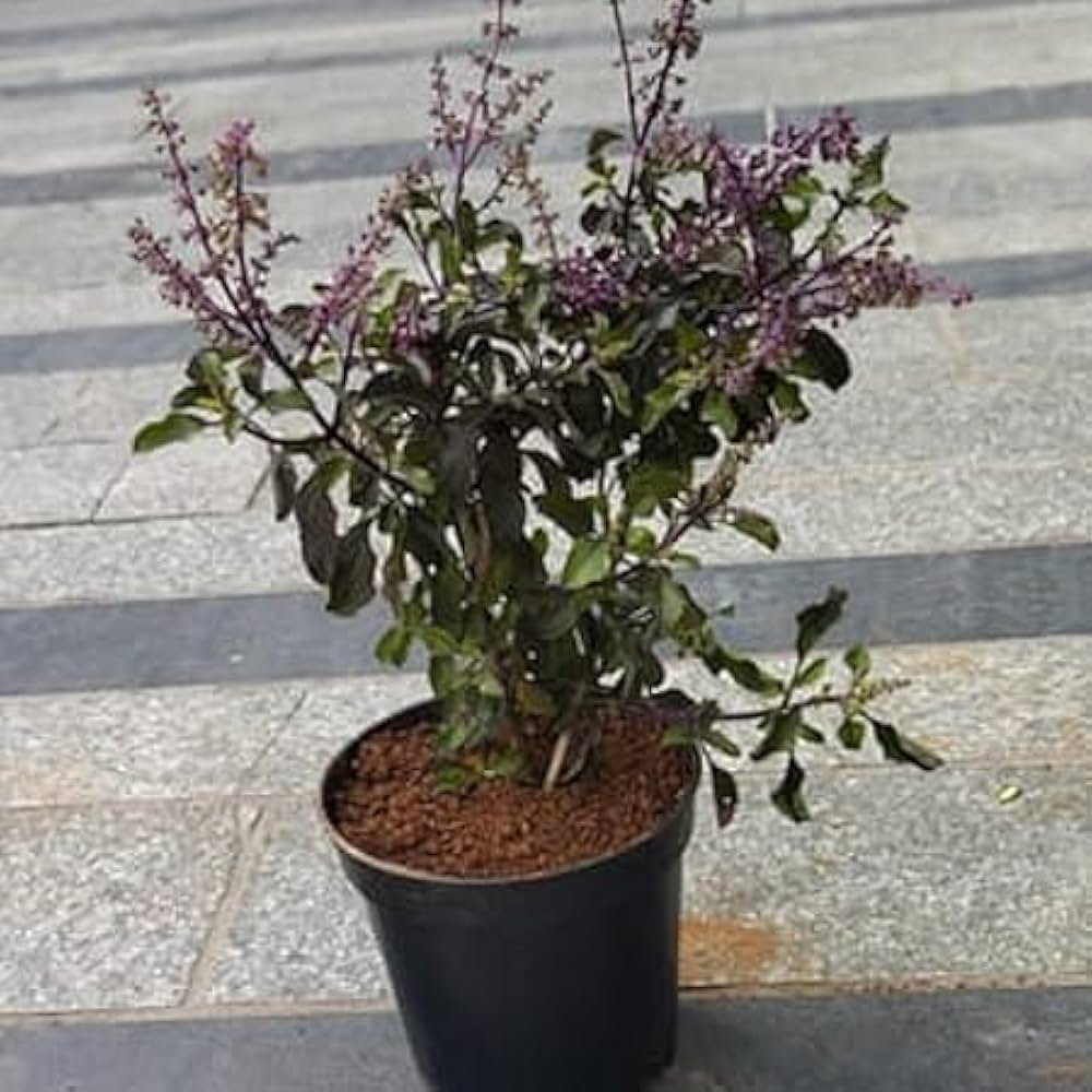 Heirloom Holy Basil Krishna Tulsi plant suitable for pots, raised beds, and outdoor gardens.
