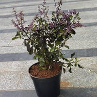 Heirloom Holy Basil Krishna Tulsi plant suitable for pots, raised beds, and outdoor gardens.