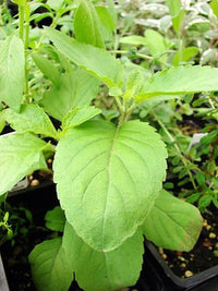 Holy Basil seeds planting and germination instructions