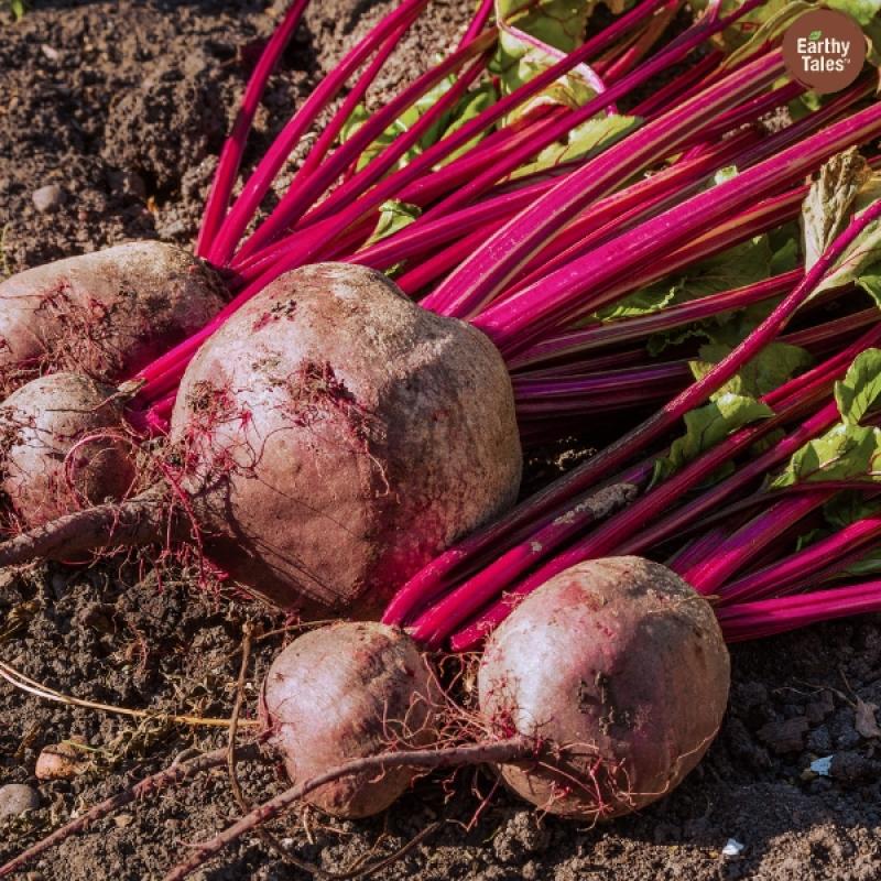 Fresh beetroot vegetable seeds for kitchen garden planting