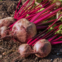 Fresh beetroot vegetable seeds for kitchen garden planting