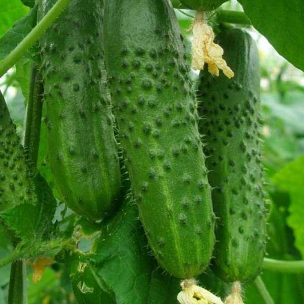 Early-maturing cucumber plants thriving in a raised vegetable bed.