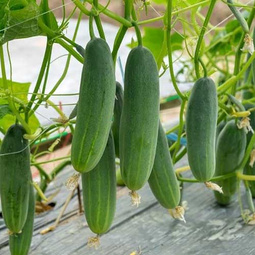 Productive cucumber plants thriving in a raised garden bed.