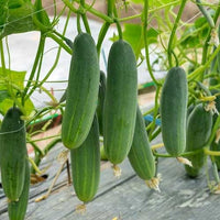 Productive cucumber plants thriving in a raised garden bed.