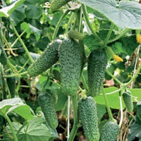 Healthy gherkin cucumber vines thriving in a raised garden bed.