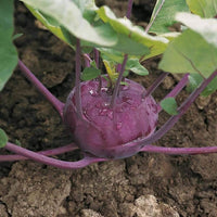 Kohl Rabi plants growing in a healthy outdoor vegetable garden