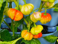 Heirloom Cachucha pepper plants thriving in an outdoor vegetable garden.