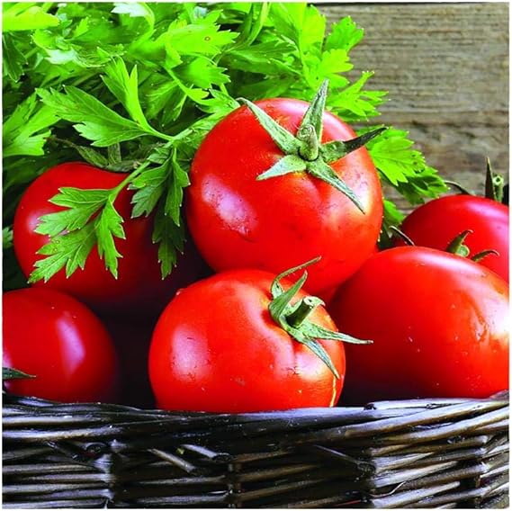 Tomato plants growing in home vegetable patch