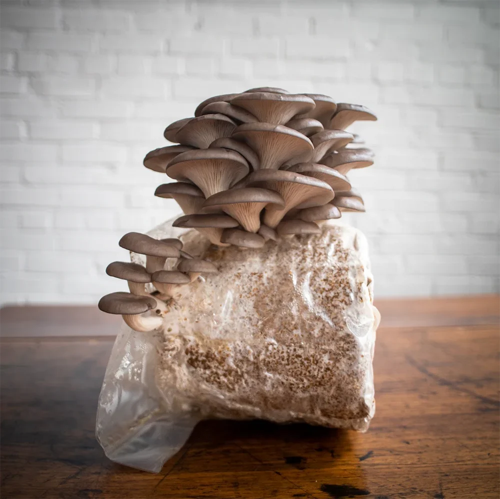 Healthy oyster mushrooms developing on a suitable growing substrate.