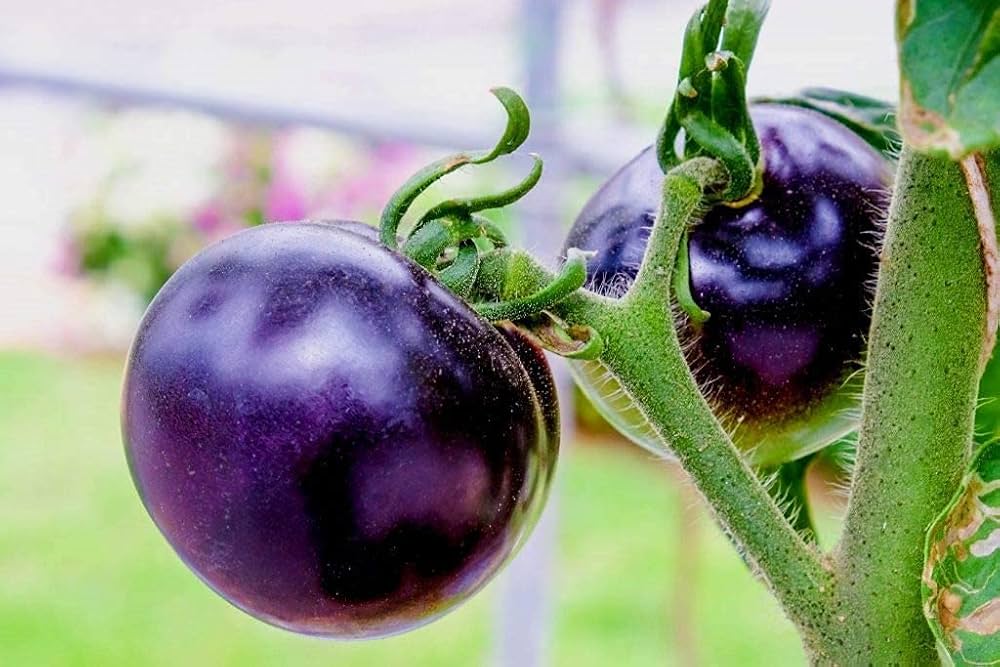 Homegrown violet tomatoes